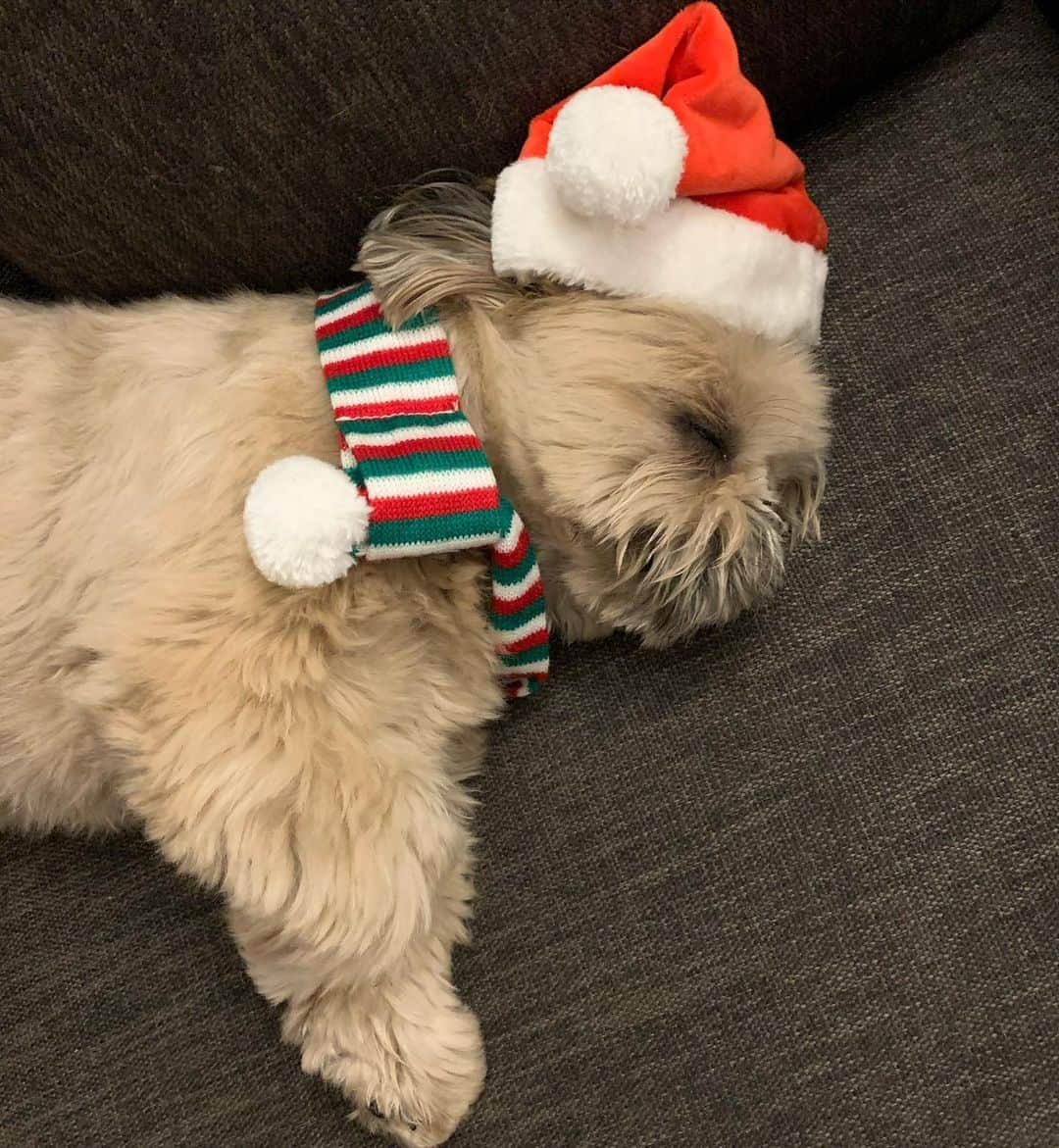 Dougie the Shih Tzuさんのインスタグラム写真 - (Dougie the Shih TzuInstagram)「Little elf sleeping.」12月27日 1時10分 - dailydougie