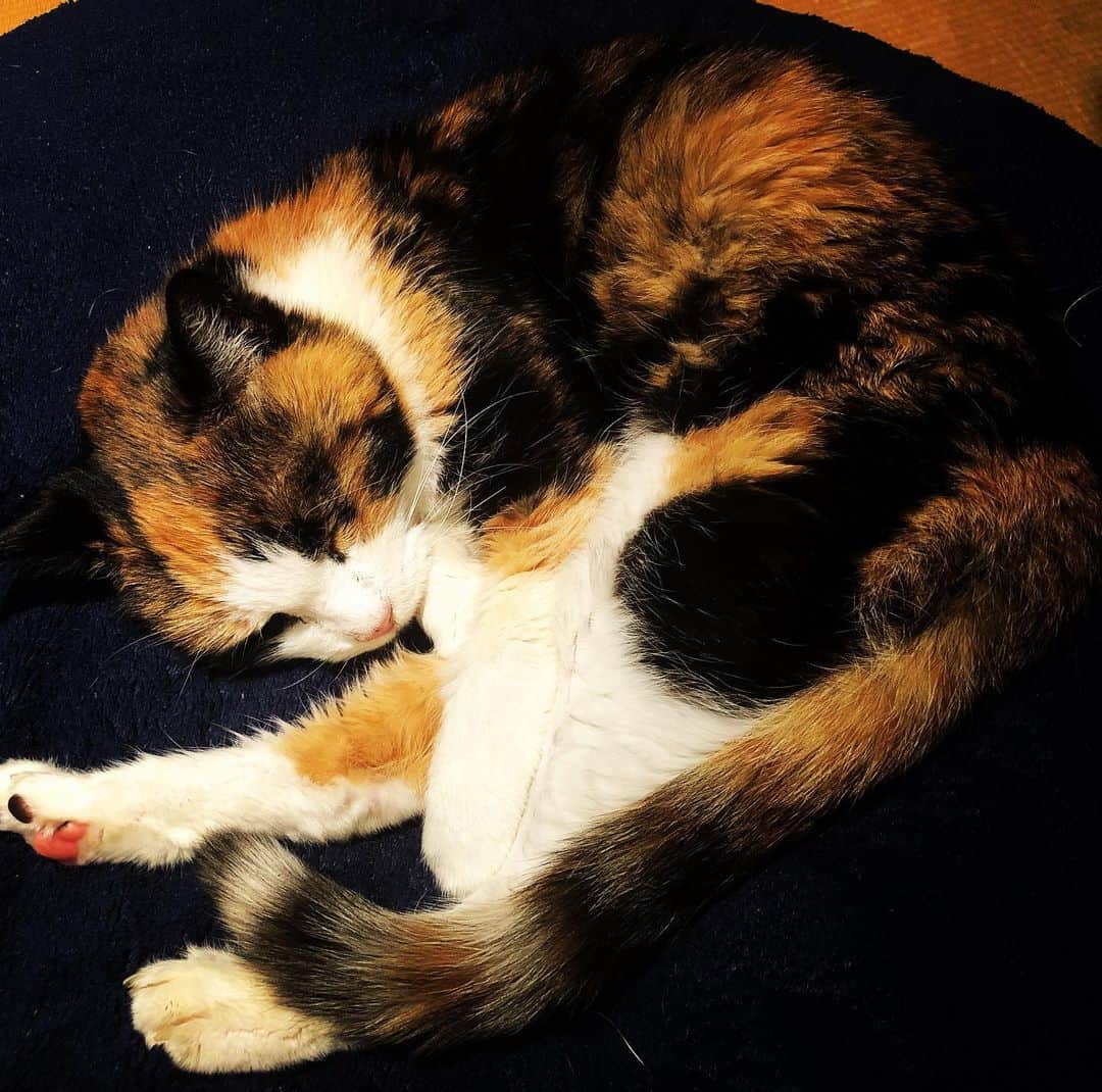 門倉聡のインスタグラム：「ガリガリだったのにちょっとだけふっくらしてきた。 横にきて良く寝る子。  #ねこ #ねこすたぐらむ #cat #catstagram」