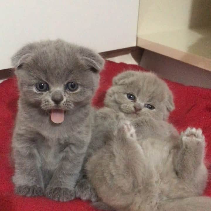 minik_catsのインスタグラム：「Jelly & Belly ❤️😍🐱 #catsofinstagram #cat #catlovers #cats_of_instagram #catlover #cats_of_world #catsagram #instagram #instagood #love #kitten #katzen #scottishfold #britishshorthair」