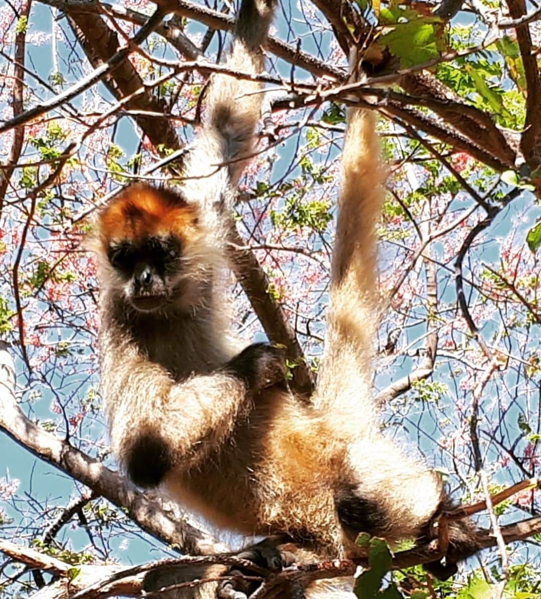 アダム・シャンクマンさんのインスタグラム写真 - (アダム・シャンクマンInstagram)「The head spinning beauty of the #costarica #rainforest was only matched by the weirdness of the local #slotharazzi. (Swipe right!) Also, it took so long for the sloth to cross this path I came up with 283 different “why did the sloth cross the road” jokes before he disappeared into the magical foliage. Toilet side novelty book; imminent.  #junglove #slotharazzi #monkeybusiness  #rainforestrave」12月27日 1時12分 - adamshankman