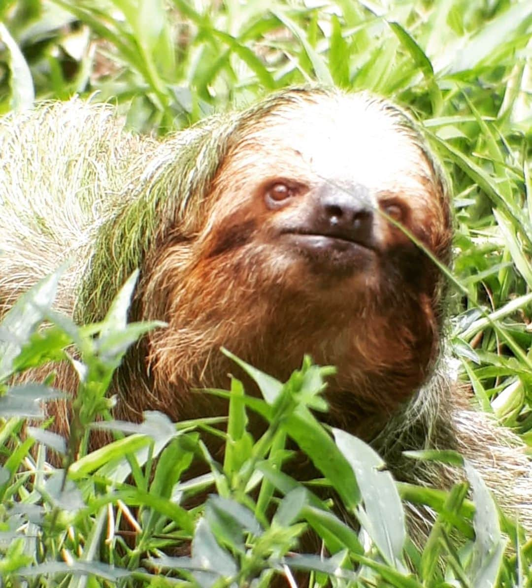 アダム・シャンクマンさんのインスタグラム写真 - (アダム・シャンクマンInstagram)「The head spinning beauty of the #costarica #rainforest was only matched by the weirdness of the local #slotharazzi. (Swipe right!) Also, it took so long for the sloth to cross this path I came up with 283 different “why did the sloth cross the road” jokes before he disappeared into the magical foliage. Toilet side novelty book; imminent.  #junglove #slotharazzi #monkeybusiness  #rainforestrave」12月27日 1時12分 - adamshankman