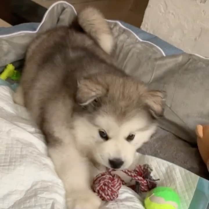 husky and malamuteのインスタグラム：「Oh...grown up.🥳🥳」