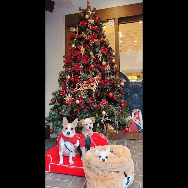 堀尾実咲のインスタグラム：「⛄️みるめろめりーくりすます⛄️ わんこたちと楽しい時間を過ごせて幸せだった🐻🐰🐶♥️ ロッたんのお願い事を叶えてあげられてまんぞく☺️🎅 #クリスマス #christmas #愛犬 #ドッグラン」