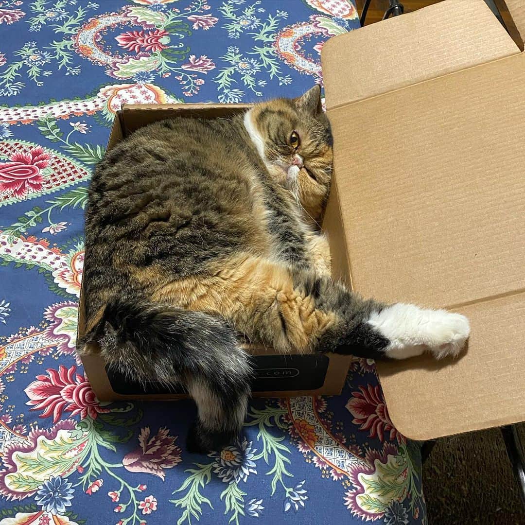 Tinaのインスタグラム：「Boxing Day Mood 😹 #BoxingDay」