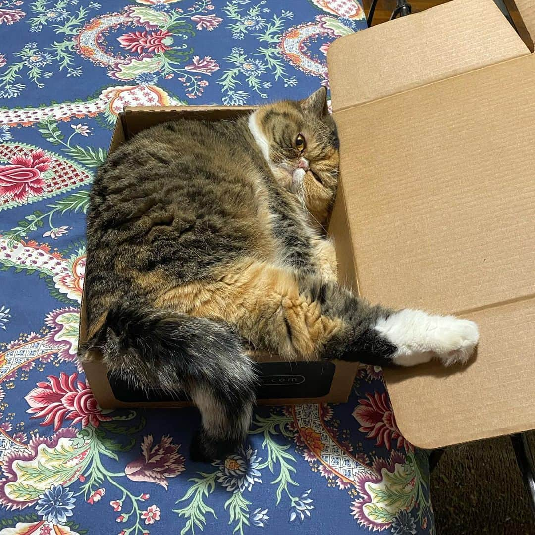 Tinaさんのインスタグラム写真 - (TinaInstagram)「Boxing Day Mood 😹 #BoxingDay」12月27日 1時39分 - tinaf78