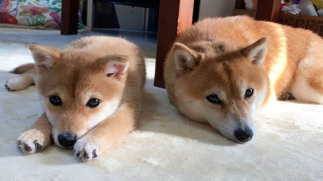 豆柴 サニーちゃんのインスタグラム