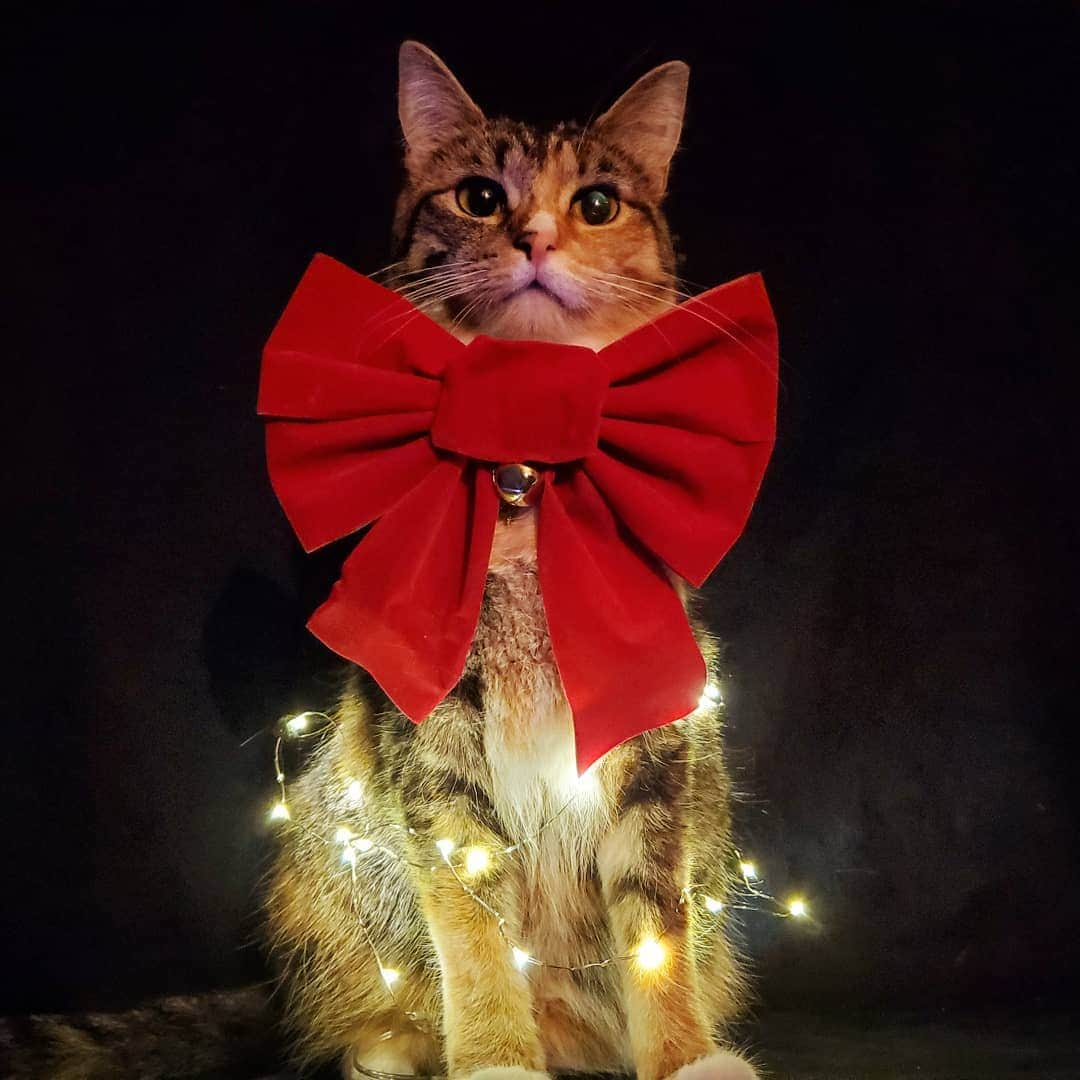 猫コスプレさんのインスタグラム写真 - (猫コスプレInstagram)「Festive Frumpkin in the Fairy lights.  Based on @dearhadrian 's #Critmas piece in @critical_role 's STILLE NACHT gallery.  #criticalrole #criticalrolefanart . . . . . . . . #frumpkin #criticalrolecosplay #catcosplay #catcostume #festive #festivecat #adorable #adorablecat #aww」12月27日 12時09分 - cat_cosplay