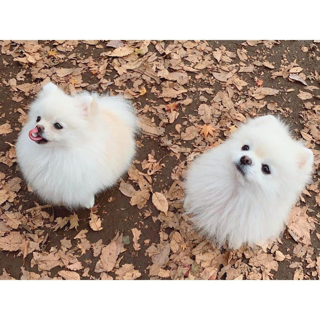 西脇彩華さんのインスタグラム写真 - (西脇彩華Instagram)「＊ 今年もたくさん遊んだね♡ ・ 来年もたっくさん遊ぼうね♡ ・ #dogstagram #わんすたぐらむ #いぬすたぐらむ #pomeranian #pomestagram #ポメラニアン #ホワイトポメラニアン #ドッグラン #小型犬 #犬のいる生活」12月27日 12時21分 - chapon_930