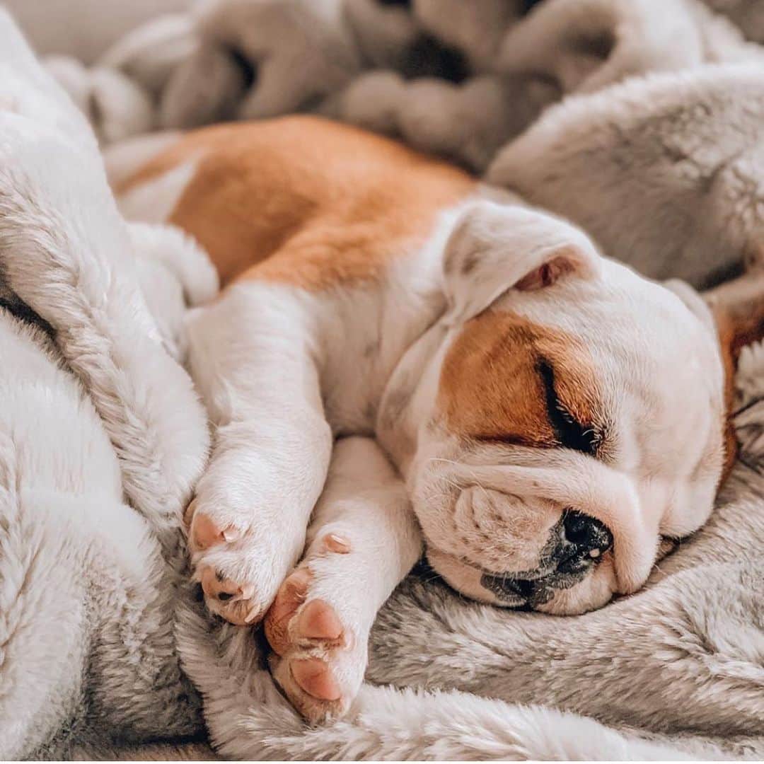 Bodhi & Butters & Bubbahのインスタグラム：「Eggnog and chocolate coma 💤 . . . . . #holiday #food #coma #bulldog #puppy #love #cute #baby #dogsofinstagram #bestoftheday @thanos_thepup」
