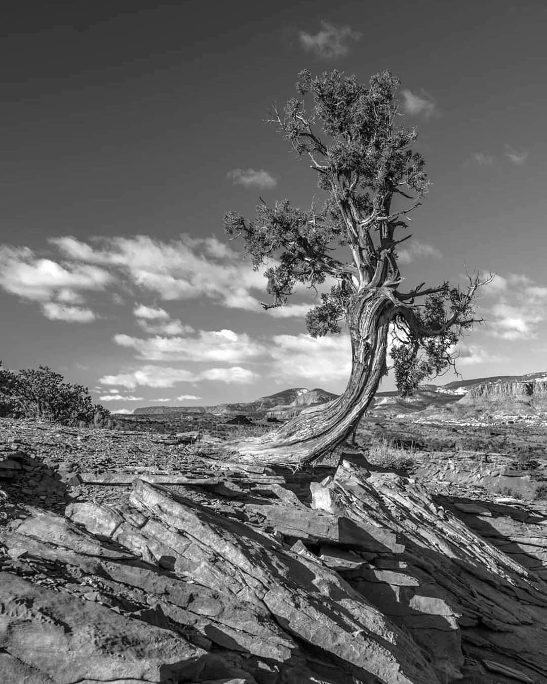 Ricoh Imagingさんのインスタグラム写真 - (Ricoh ImagingInstagram)「Posted @withrepost • @frankleeruggles I love trees  Capitol Reef National Park, Utah  @capitolreefnps #utah #utahphotographer #visitutah #utahphotography #utahisrad #Bnw #bnwphotography #blackandwhite #instaphoto #landscapephotography #nationalparkgeek #earthpix  @nationalparkservice #blackandwhitephoto @nationalparktrust @usinterior #earth_shotz #trees #NPGeekAmbassador #optoutside #nationalparkgeek #nature @natgeo #bpmag  #outdoorphotomag #nationalparks #backcountry #capitalreefnationalpark #national_park_phototography  #pentax645z #pentax645ambassador @ricohpentax @ricohusa  #mediumformat」12月27日 5時15分 - ricohpentax