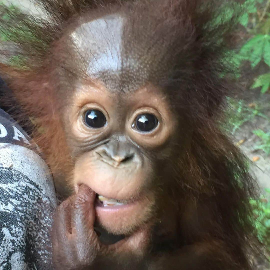 OFI Australiaさんのインスタグラム写真 - (OFI AustraliaInstagram)「We have received yet another baby at the OFI’s Orangutan Care Centre this month. Little female orphan #orangutan Crystal is only 10 months old. Her mother is one of countless orangutan females killed in front of their young for no reason other than greed and cruelty. Heartbreaking. 😢  _____________________________________ 🐒 OFIA Founder: Kobe Steele 💌 kobe@ofiaustralia.com | OFIA Patron and Ambassador: @drbirute @orangutanfoundationintl |  www.orangutanfoundation.org.au 🐒  #orangutan #orphan #rescue #rehabilitate #release #BornToBeWild #Borneo #Indonesia #CampLeakey #orangutans #savetheorangutans #sayNOtopalmoil #palmoil #deforestation #destruction #rainforest #instagood #photooftheday #environment #nature #instanature #endangeredspecies #criticallyendangered #wildlife #orangutanfoundationintl #ofi #drbirute #ofi_australia #ofia #FosterAnOrangutan」12月27日 6時30分 - ofi_australia