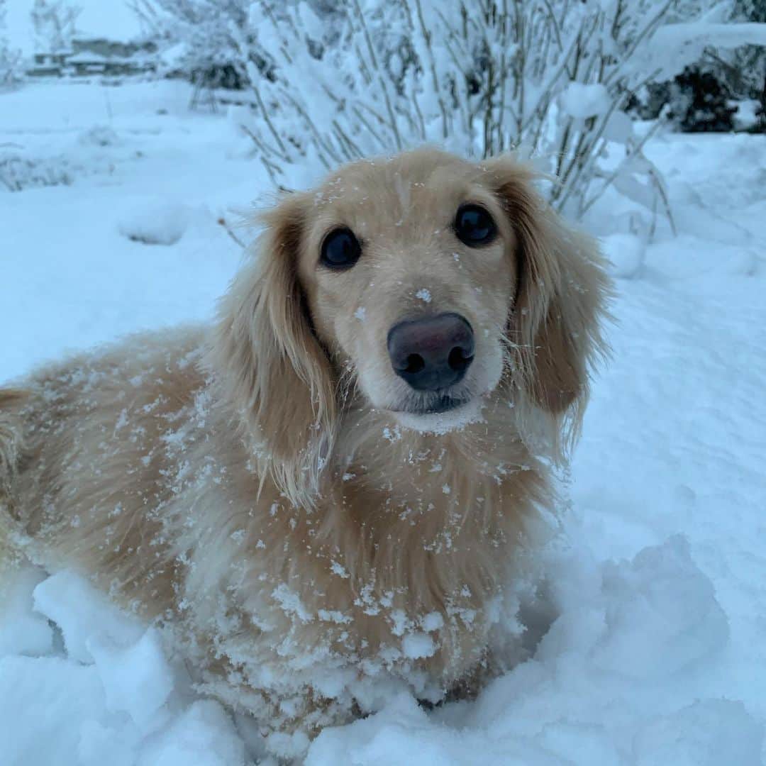 ハッチ＆ニコのインスタグラム：「Good morning ❄️ 本格的に積もりました⛄️ 先日はハッチに沢山のお祝いコメント頂きましてありがとうございました。改めてハッチは皆さんに可愛がられてるなぁと実感しました。お返事出来ずごめんなさい。  #カメラ嫌い同好会 #pecoいぬ部 #犬の生活が第一 #癒しわんこ #dachshund #犬バカ部 #短足部 #ふわもこ部 #tokyocameraclub #東京カメラ部」