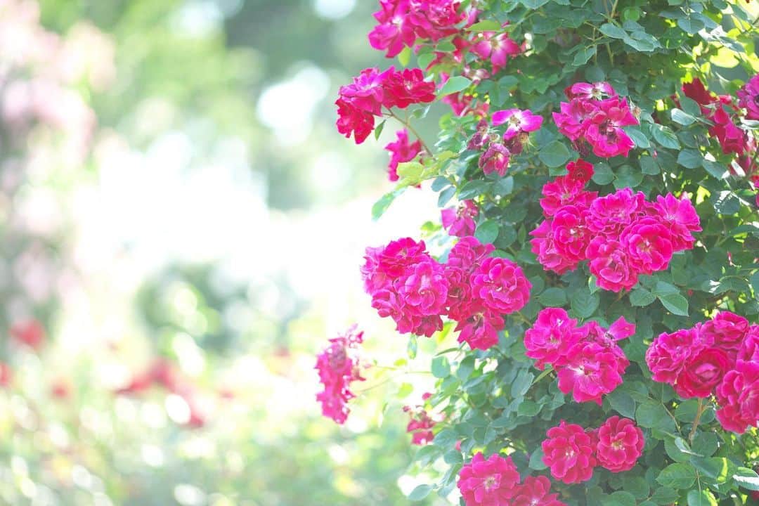 kiccyomuのインスタグラム：「☁️ 2019.12.27 Fri 今年の思い出😊 #薔薇 🌹 各地のバラ園に… また来年お邪魔します☺️ * 今日は、仕事納め 今日も元気に🤗 * location #神奈川 今年の出しそびれストックから😅」