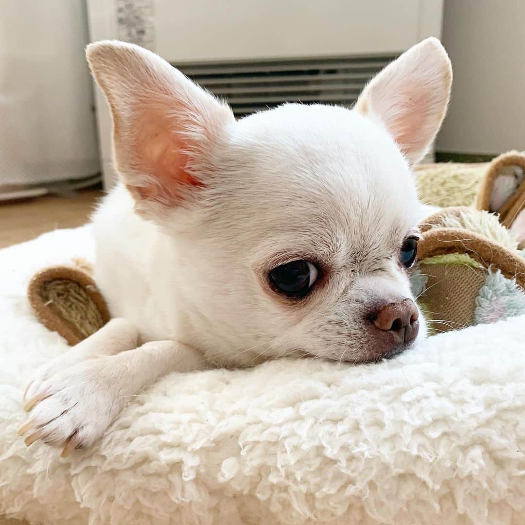 KORIKIのインスタグラム：「おはようございます♪ * #dogofsapporo #dog, #dogs, #dogstagram,#chihuahua,#犬バカ部,#チワワ,#koriki, #hanadog #白スムチ連合会, #スムチー,  #dogofthedayjp, #dogoftheday  #ilovemydog #instadog #instapet #WhiteChihuahua  #吉娃娃 #치와와  #dogsofinstagram #Chihuahualover  #ชิวาวา #チワワの輪 #barkbox #WhiteChihuahuaParty #もふもふモフモフ」