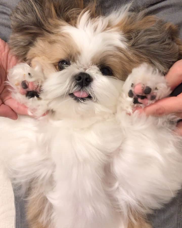 水嶋はちのインスタグラム：「Morning ! how did you sleep?🐶🐾 * * みなさん、おはようございます🐶💕 まだちょっぴり夢の中にいたいボクです😴 * * #はち #HACHI #シーズー大好き部 #パパお仕事がんばってね」