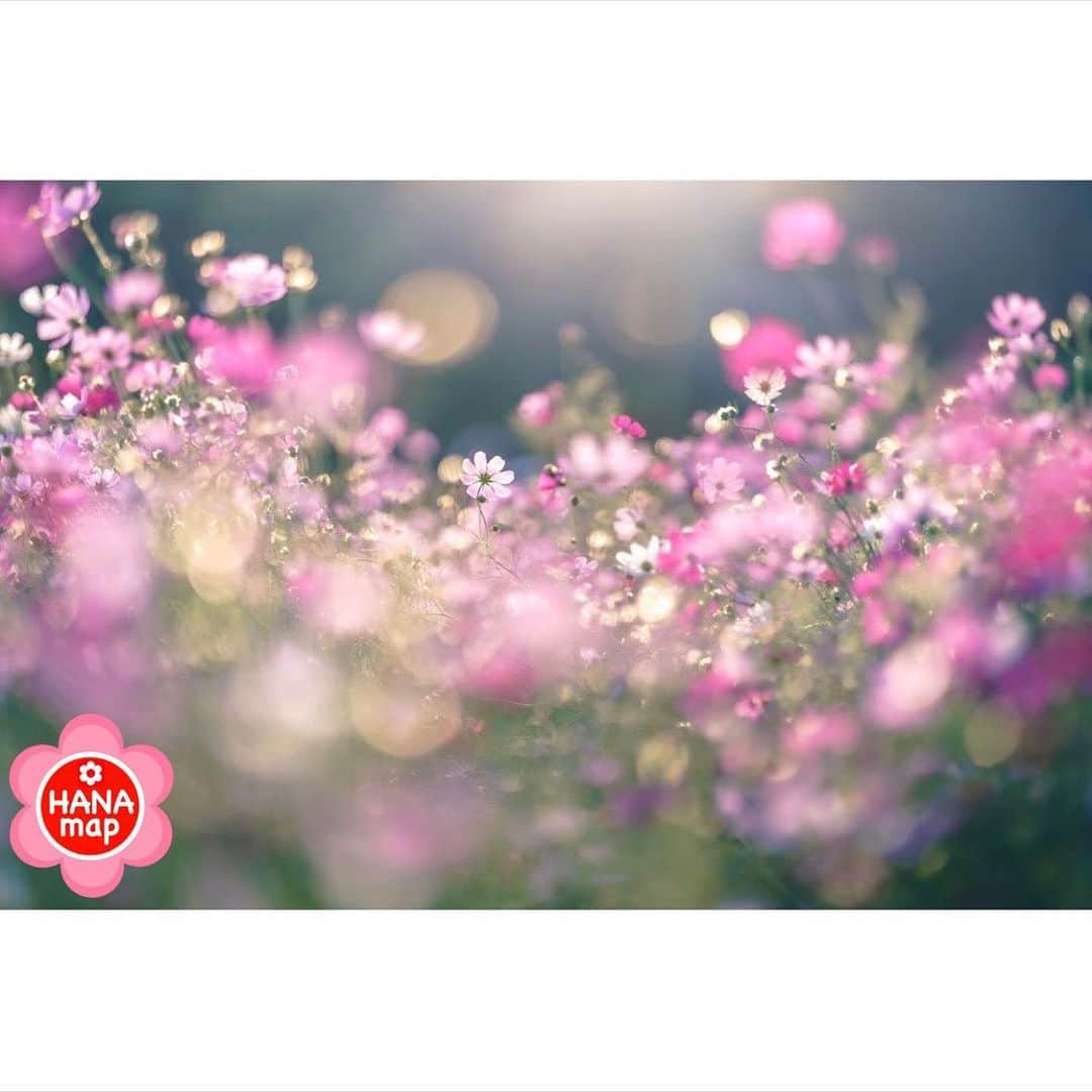 はなまっぷ❁日本の花風景さんのインスタグラム写真 - (はなまっぷ❁日本の花風景Instagram)「🌸🍺はなまっぷの忘年会2019🍺🌸 * @slowneige さんの  2019年のお花に花まるを💮 * 今年一年素敵なお花をたくさん ありがとうございました😊🌸💮 * 1埼玉　大宮花の丘農林公苑 2埼玉　吉見さくら堤 3北海道　日の出公園 4静岡　パノラマ遊花の里 * 🌼•••🌹•••💠•••🌷•••🌸•••🌺 * 💮みなさんの2019年のお花に花まるを💮 * 今年撮影されたお気に入りのベスト5 （5枚以内なら何枚でもok） を複数枚一括投稿で、 #はなまっぷ忘年会2019 に投稿お願いします😊 * みなさんのご参加お待ちしております🍺 * #はなまっぷ * 🌼•••🌹•••💠•••🌷•••🌸•••🌺 * #日本#花#花畑#花のある風景」12月27日 8時44分 - hanamap