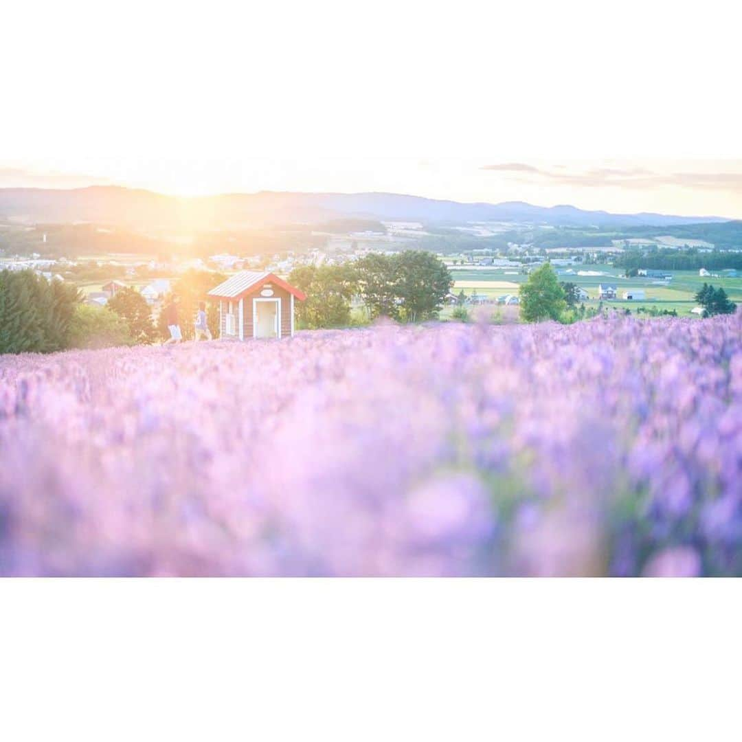 はなまっぷ❁日本の花風景さんのインスタグラム写真 - (はなまっぷ❁日本の花風景Instagram)「🌸🍺はなまっぷの忘年会2019🍺🌸 * @slowneige さんの  2019年のお花に花まるを💮 * 今年一年素敵なお花をたくさん ありがとうございました😊🌸💮 * 1埼玉　大宮花の丘農林公苑 2埼玉　吉見さくら堤 3北海道　日の出公園 4静岡　パノラマ遊花の里 * 🌼•••🌹•••💠•••🌷•••🌸•••🌺 * 💮みなさんの2019年のお花に花まるを💮 * 今年撮影されたお気に入りのベスト5 （5枚以内なら何枚でもok） を複数枚一括投稿で、 #はなまっぷ忘年会2019 に投稿お願いします😊 * みなさんのご参加お待ちしております🍺 * #はなまっぷ * 🌼•••🌹•••💠•••🌷•••🌸•••🌺 * #日本#花#花畑#花のある風景」12月27日 8時44分 - hanamap