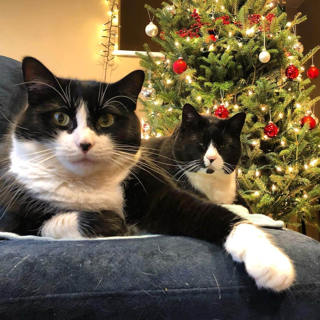 Tuxedo Cat Brosのインスタグラム：「We hope everyone is having a great holiday week! We’re enjoying some much needed down time!」