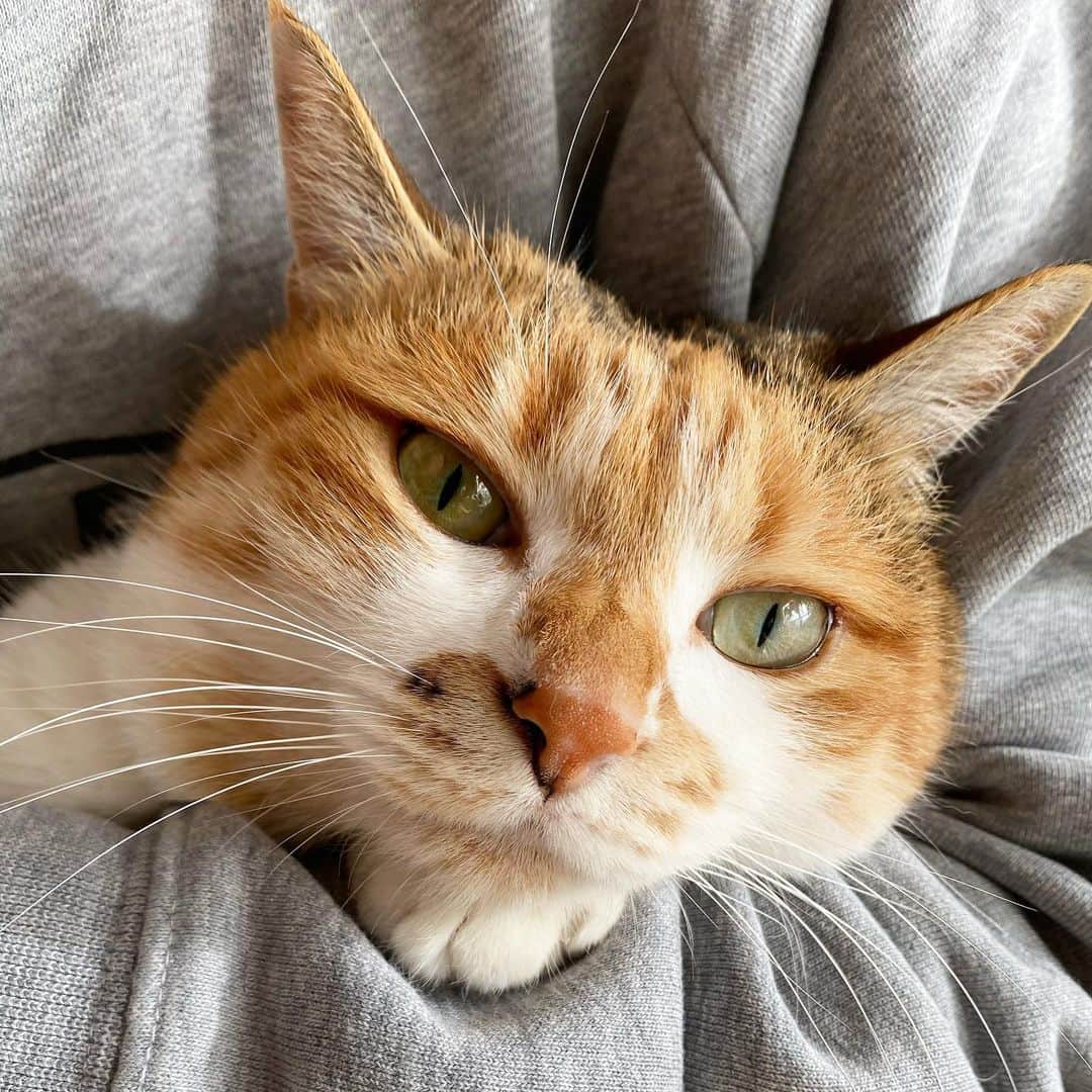 山田稔明さんのインスタグラム写真 - (山田稔明Instagram)「おはよ。今日はインタビュー取材。年、なかなかおさまらず。 #ポチ実 #三毛猫」12月27日 9時27分 - toshiakiyamada