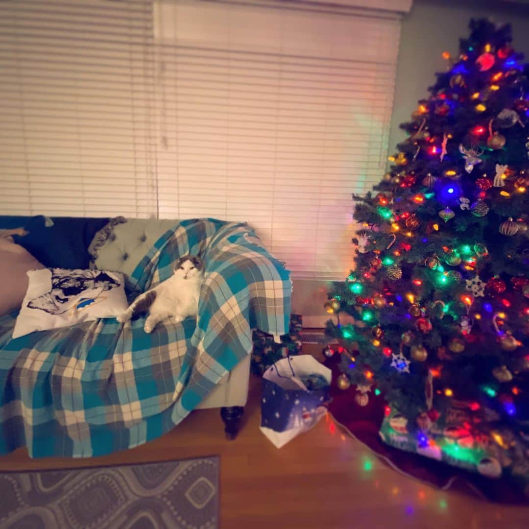 サイモンとマルティナのインスタグラム：「=^ㅅ^= After all the holiday eating, I’m never fitting into my pants again...it’s a pant-free year for me, the Meemers.  Who’s with me?」