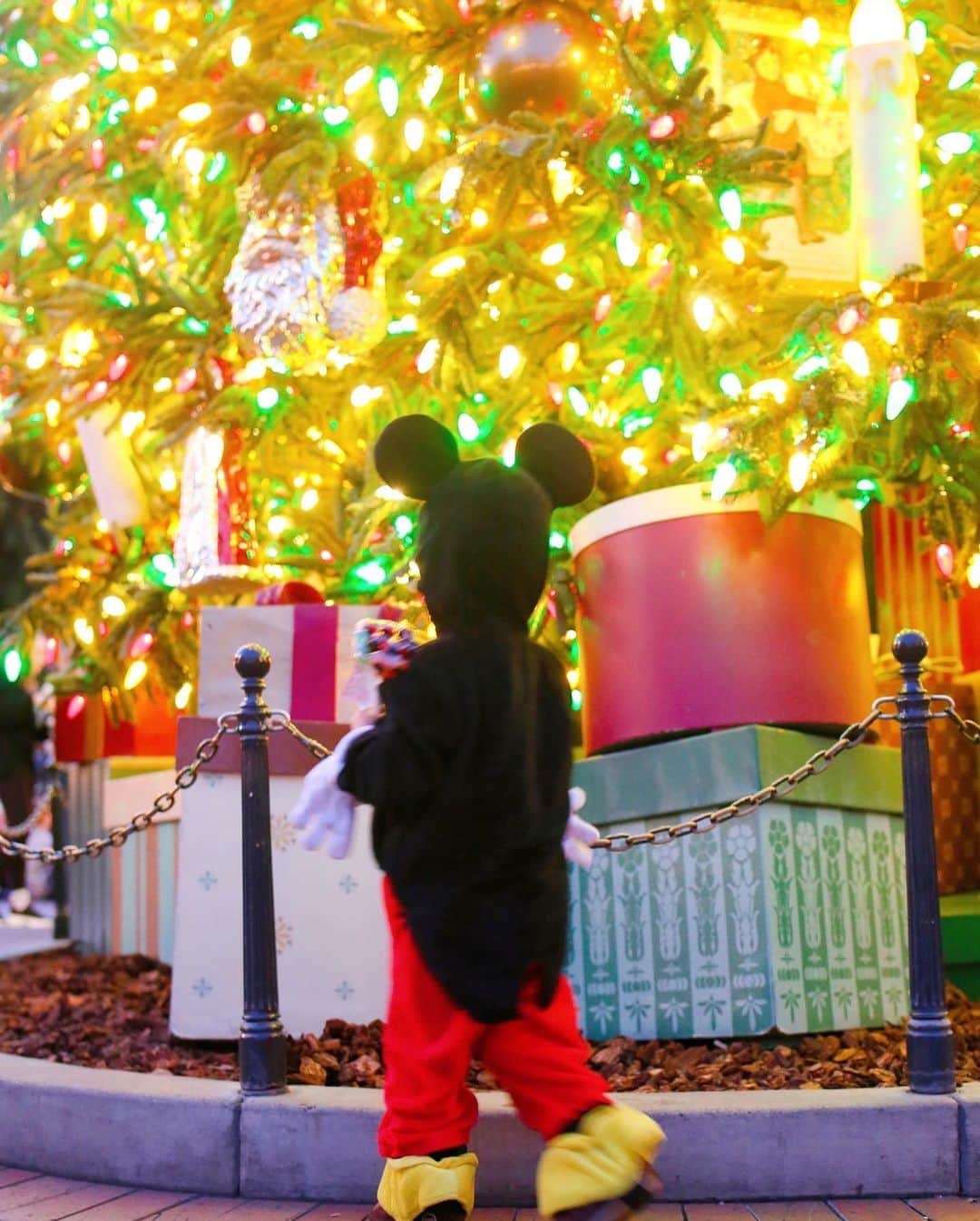 amiさんのインスタグラム写真 - (amiInstagram)「． Disney in California ． 今年のクリスマス〜年末は Los Angelesへ🇺🇸♡♡ ． Disneylandで、息子はミッキーに 変身しちゃいました🐭❤️ ついついたくさん写真を…笑 ． 行きのタクシーの内装が 赤くてミッキーにぴったりでした🚕 （最後の動画♡） ． ディズニーの他に、universal studioや 行きたかったthe last book storeにも♡ また写真投稿します♡ ． ディズニーやユニバーサルは 息子が大喜びしてくれて 連れて行ったかいがあった🎅🎄 ． 素敵な思い出が出来ました♡ ． 残りの日程は、rodeoDr Hollywoodでショッピングの予定💕 ． ディズニーの予約は　@kkdayjp  で申し込みました♡簡単でオススメ🇺🇸 ． ． #カルフォルニア旅行#カルフォルニア#ロサンゼルス#カルフォルニアディズニー#LosAngeles#旅行#家族旅行#ロス#ディズニー好き#ミッキーマウス#冬休み#ウィンターバケーション#ディズニーパーク#カルフォルニア観光#アメリカ#オプショナルツアー#子連れ旅行#California#ママ#2歳児ママ」12月27日 10時37分 - amikuma1219