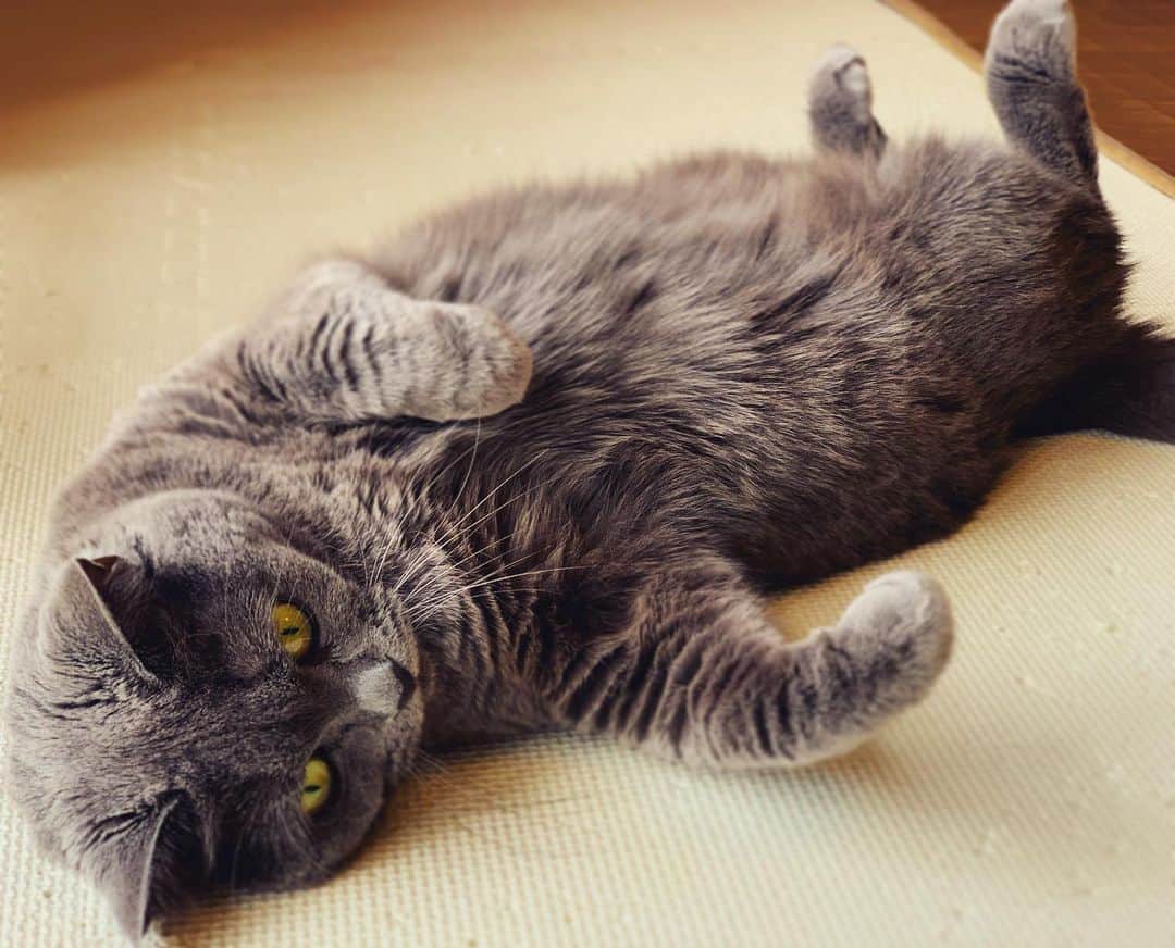 チキン南蛮カレーのルウ王子のグルメインスタ