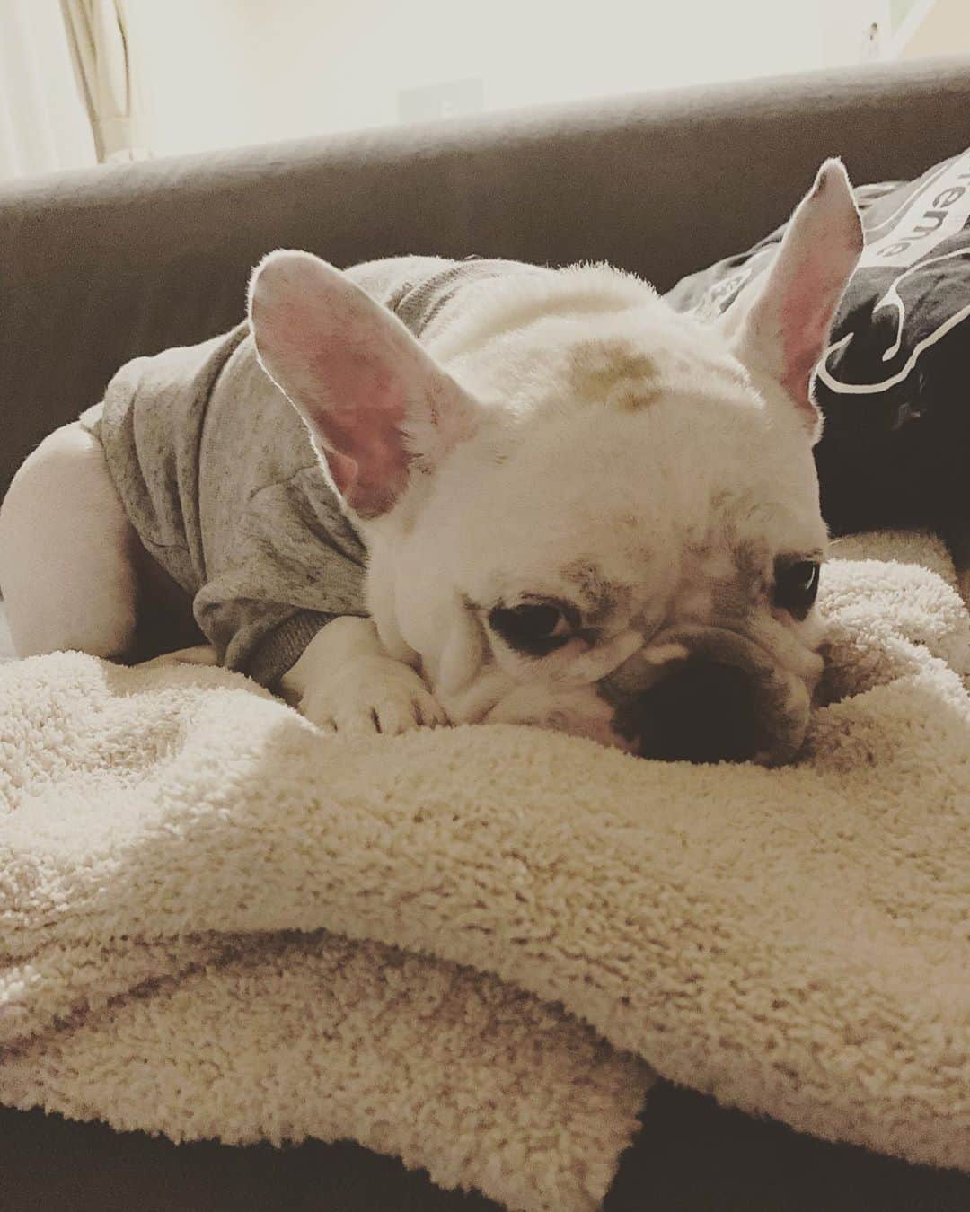 鑑田幸代のインスタグラム：「ふかふか好き 寒いらしいです🐷 #frenchbulldog  #frenchbulldogs  #french_bulldogs  #frenchie  #buhi  #ハニーパイド #フレブル  #グース #グーちゃん」