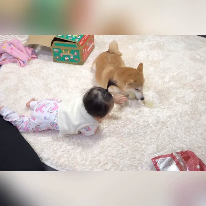 Moguのインスタグラム：「. おもちゃは渡さないなの。 🐶This is mine🦴 #でも隣で遊ぶ #おもちゃもらえなくて飼い主に告げ口しに行くベビ子分 . @the_shiba_mogu  #柴犬 #shibainu #shiba#赤柴 #redshiba#犬 #dog#しばいぬ#nannydog#犬と子供#子供と犬#柴犬と子供#柴#赤ちゃんと犬#犬と赤ちゃん#柴犬と赤ちゃん#赤ちゃんと柴犬#柴犬のいる暮らし#子守犬」