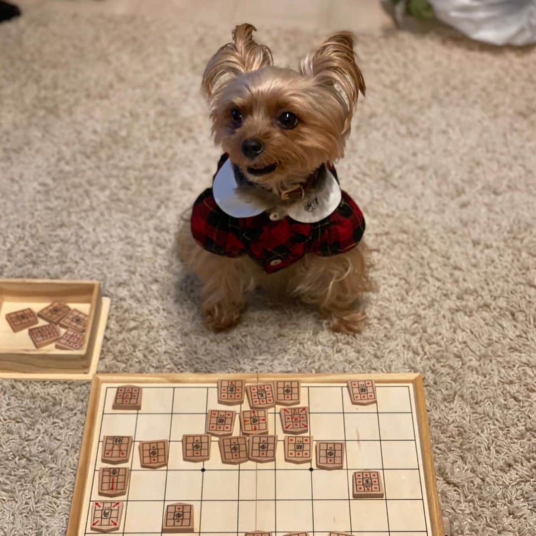 Rubyさんのインスタグラム写真 - (RubyInstagram)「🐶💬 anyone play with me ? 誰か将棋しよーよ ...