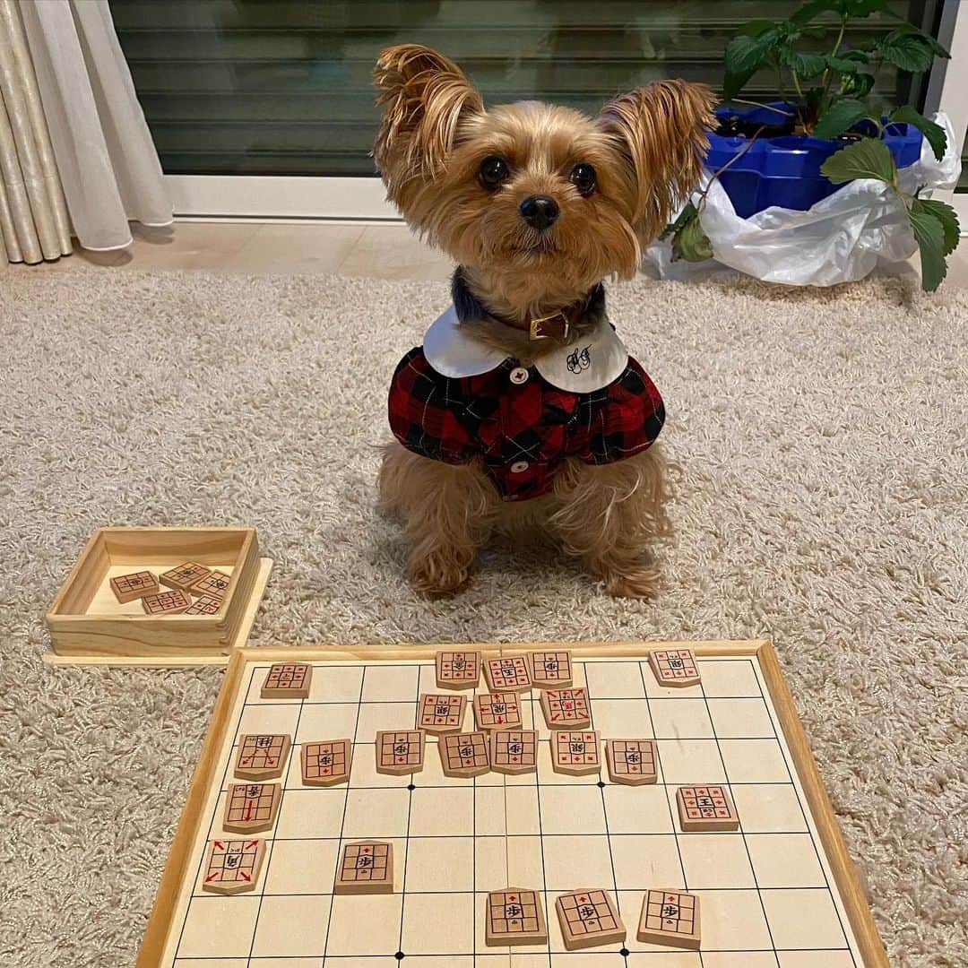 Rubyさんのインスタグラム写真 - (RubyInstagram)「🐶💬 anyone play with me ? 誰か将棋しよーよ ...