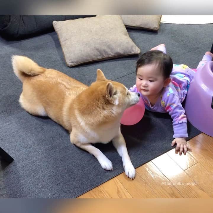 Moguのインスタグラム：「. 頭突きされたなの。 #headbutt . @the_shiba_mogu  #柴犬 #shibainu #shiba#赤柴 #redshiba#犬 #dog#しばいぬ#nannydog#犬と子供#子供と犬#柴犬と子供#柴#赤ちゃんと犬#犬と赤ちゃん#柴犬と赤ちゃん#赤ちゃんと柴犬#柴犬のいる暮らし#子守犬」