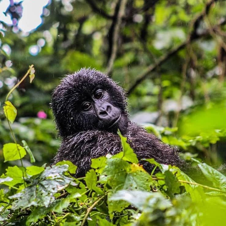 レオナルド・ディカプリオさんのインスタグラム写真 - (レオナルド・ディカプリオInstagram)「#Regram #RG @virunganationalpark: 🦍🇨🇩🇺🇬 🇷🇼Recent survey shows continued growth among the world’s last remaining population of mountain gorillas 🦍🇨🇩🇺🇬 🇷🇼 The Greater Virunga Transboundary Collaboration (GVTC) has published the results of its survey on the mountain gorilla (Gorilla beringei beringei) population of the Bwindi-Sarambwe ecosystem, one of the two remaining habitats where this endangered great ape still survives today. The survey documented 459 individuals, marking the highest ever recorded population in this area. Together with recent figures published from the Virunga Massif survey, which recorded 604 individuals, the global population of mountain gorillas now stands at 1,063. The Bwindi-Sarambwe ecosystem straddles the borders of Uganda and the DR Congo and together with the Virunga Massif, is home to the world’s last remaining mountain gorillas. The GVTC survey also included research on other key mammals in the area, including the eastern common chimpanzee (Pan troglodytes schweinfurthii) and the African forest elephant (Loxodonta cyclotis), both of which are listed as endangered. Data collected indicates no decline in the populations of these animals since the last survey conducted in 2011. For more info, click the link in their bio. #virunga #virunganationalpark #gvtc #greatervirunga #mountaingorilla #bwindi #sarambwe #conservation #collaboration #congo #uganda」12月27日 21時07分 - leonardodicaprio