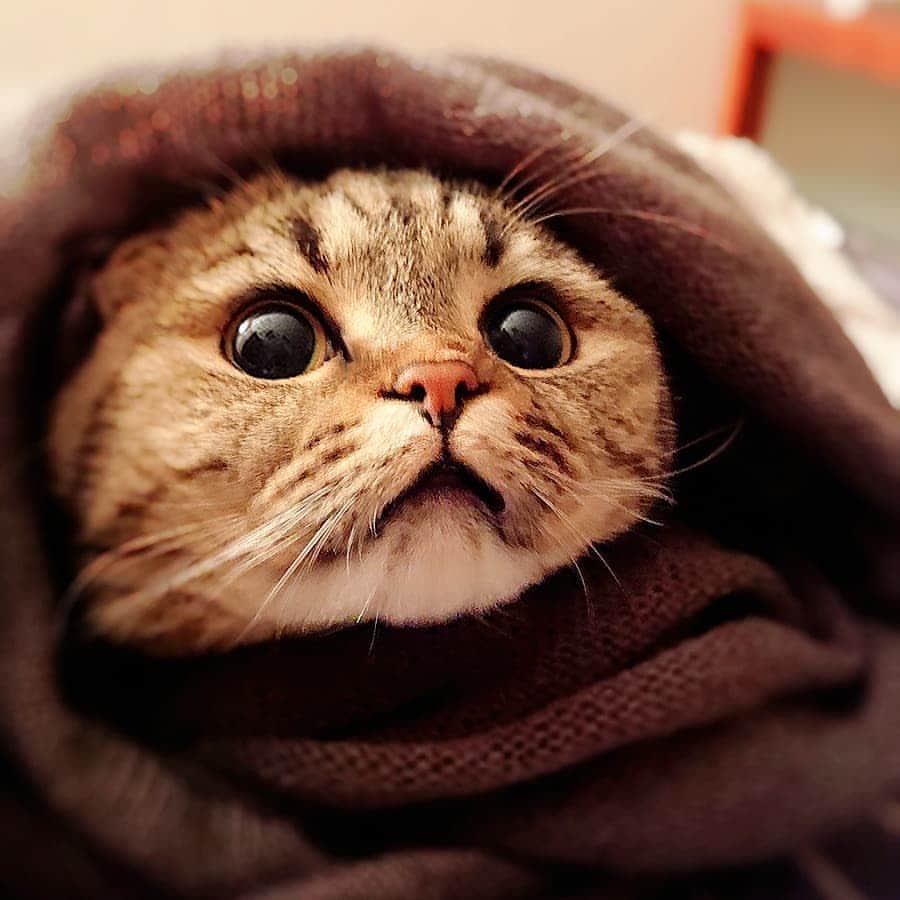 猫山田 Ａ. きなこさんのインスタグラム写真 - (猫山田 Ａ. きなこInstagram)「🐾 とろろがそばに居るでしよ 🐾 ”I'll always be by your side” 🐾 #とろろでし  ママしゃんがバタバタしてるでし メガネも斜めってるし カーディガンは穴空いてるし ブツブツ言ってるでし とろろは最近寝床じゃなくて ママしゃんのベッドに寝てるでし とろろがついてるでしよー ファイティンでし✊ 🐾 #鉄郎っぽい #ＥＴっぽい #頼れるパートナー #もうすぐいっぱい遊べるよん 🐾 #にゃんすたぐらむ #ねこ部 #ねこすたぐらむ #にゃんだふるらいふ #ピクネコ #picneko #みんねこ #ペコねこ部 #ねこのいる生活 #catsofinstagram #catstagram #catlover #ilovemycat #catloversclub #catsofworld #catsofday #meowed #bestmeow #pleasantcats #pecotv #club_of_cats」12月27日 21時36分 - 20160121kinako