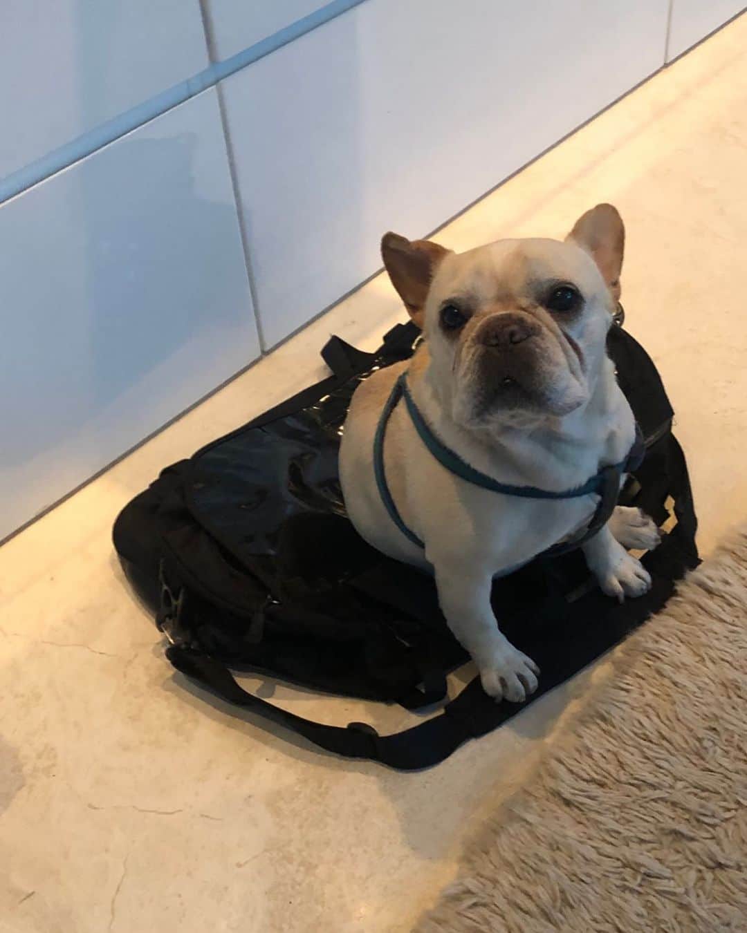 のインスタグラム：「Dali wants to come too. #stowaway」