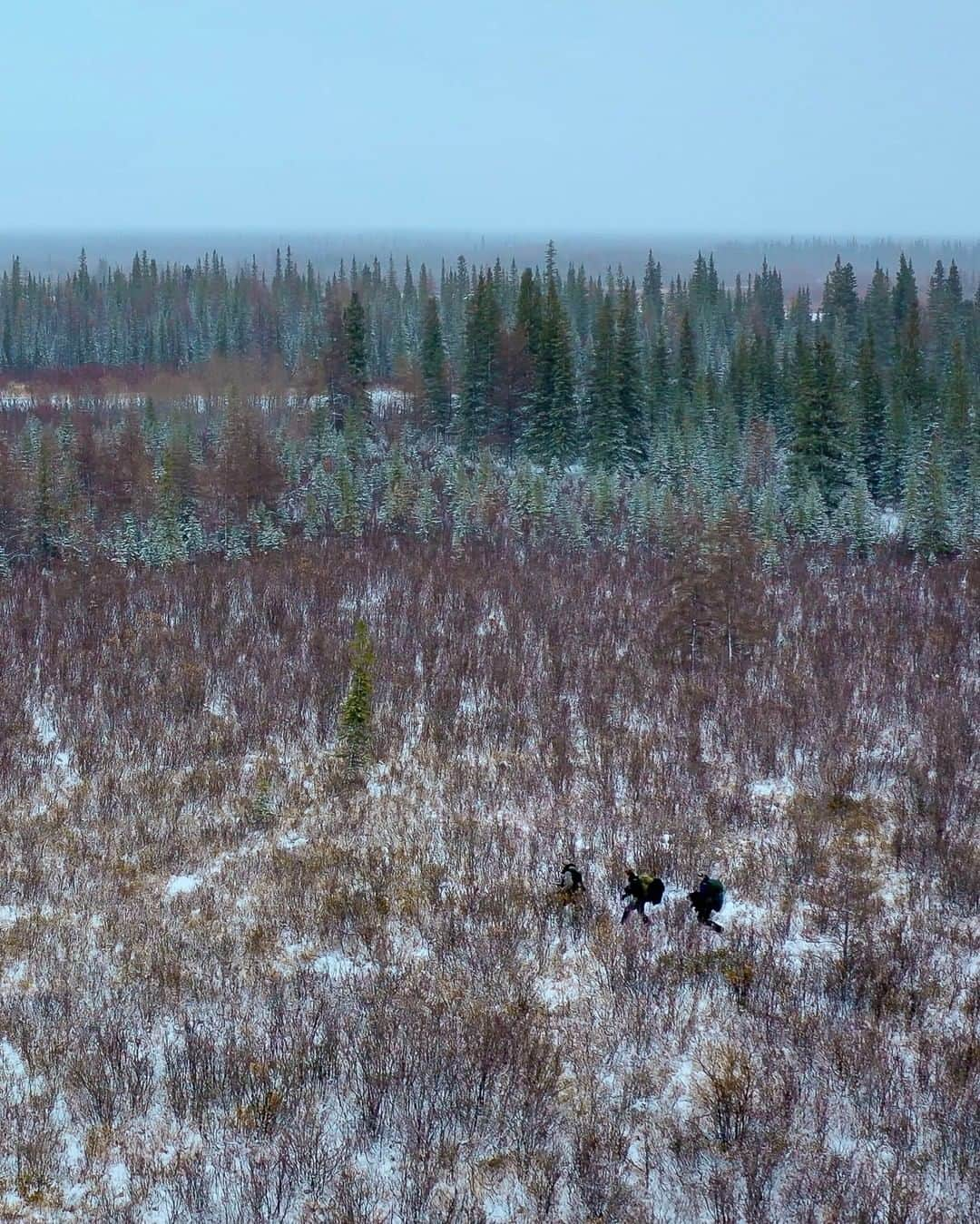 National Geographic Travelさんのインスタグラム写真 - (National Geographic TravelInstagram)「Photo by @bertiegregory and Connor Stefanison | Our film crew hikes through willows on the west coast of the Hudson Bay in Manitoba, Canada. Walking through willows here can be frustrating. They’re so tall and thick that often you can’t see more than 10 meters (33 feet), and every branch bent back by the person in front pings you in the face! But this also creates surprises. Occasionally the willows open up, suddenly revealing frozen lakes and giant trees dusted in fresh snow. Follow @bertiegregory for more wildlife adventures. #travel #willows #snow #polar #forest」12月27日 22時07分 - natgeotravel