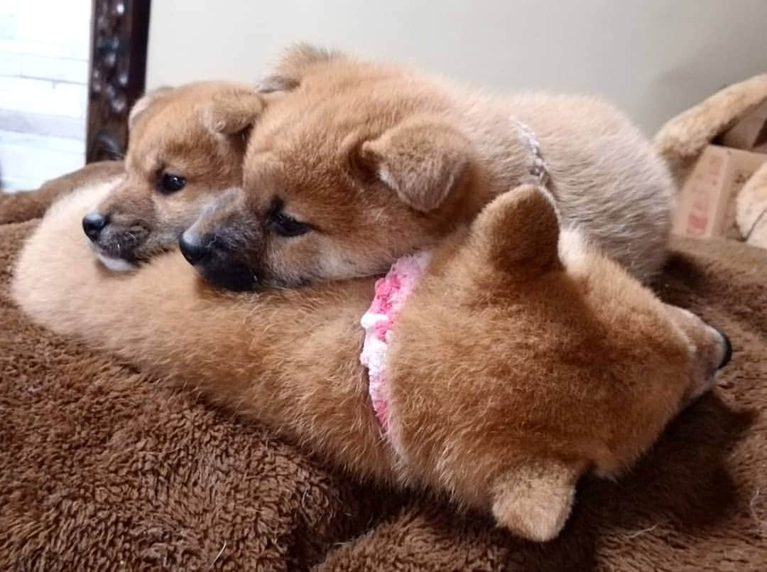 柴犬たま Shibainu Tamaのインスタグラム