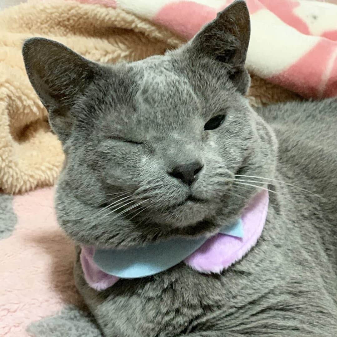 MiawMiawのインスタグラム：「こんにちは😊♪⁣ ミャウミャウ公式アカウントです🐈⁣ ⁣ ただいま開催中のフォトコンテストの応募の中から⁣ 【 #ドレスパーティーmiawmiaw 】を⁣ 付けていただいた方のフォトをご紹介いたします！⁣ ⁣ ━･･━･･━･･━･･━･･━･･━⁣ photo： @minminmint48 さん⁣ ━･･━･･━･･━･･━･･━･･━⁣ ⁣ お魚の襟がとってもお似合い😻💕⁣ ウインクしてバッチリキマってます✨⁣ ⁣ ご応募ありがとうございました📷✨⁣ ⁣ _______________________________________ ⁣ ＼MiawMiaw ドレスParty@インスタ フォトコンテスト開催中！／⁣ 限定商品『MiawMiaw Precious(ミャウミャウ プレシャス )　パーティーボックス』⁣ を購入してドレスパーティーに参加しよう😻🎀⁣ ⁣ 商品に付属の全8種類のパーティーウエアのうち、1種類以上を身につけた⁣ かわいい猫ちゃんを投稿して豪華賞品をGET🎁✨⁣ ⁣ 皆さまのご参加をお待ちしております🐈💓⁣ ⁣ ＜参加方法＞⁣ ① @miawmiaw_series (ミャウミャウ公式アカウント)をフォロー⁣ ② 『MiawMiaw Precious(ミャウミャウ プレシャス )　パーティーボックス』⁣ をご購入頂き、ボックスに入っているパーティーウエアを身に着けた猫ちゃんのお写真を撮影する⁣ ③ 下記のフォトコン専用ハッシュタグを付けて投稿する（複数応募・複数枚投稿可）⁣ ※キャンペーン期間外(過去投稿)の投稿に応募ハッシュタグを付けた場合はキャンペーンの応募対象外とさせていただきます。ご了承ください。⁣ ※並行して開催中のフォトコンテストへ同時にご応募いただくことも可能です。⁣ ⁣ ＜フォトコン専用ハッシュタグ＞⁣ #ドレスパーティーmiawmiaw⁣ ※「miawmiaw」を付けていただかないと今回の応募の対象になりませんのでご注意ください。⁣ ⁣ フォトコンテスト期間中、指定のハッシュタグでご参加いただいている方を、⁣ 当アカウントでご紹介させていただくこともございます💛⁣ ⁣ ＜募集期間＞⁣ 2019年11月1日(金)～2020年1月31日(金)23:59まで⁣ ⁣ ＜賞品＞⁣ 大賞✨（3名さま）おしゃれな猫ちゃん用限定ウエア＋MiawMiaw商品詰め合わせ⁣ ※賞品の画像はイメージです。変更になる場合がございます。⁣ ⁣ ＜入選者様へのご連絡＞⁣ 入選者発表は2⽉下旬を予定しております。⁣ 入選者の⽅には Instagram上のDMにてご連絡致します。⁣ ⁣ ＜ご注意＞⁣ ＊本キャンペーンにご参加いただくことにより、本募集要項に同意いただいたものとみなします（未成年の方については、親権者に同意いただいたものとみなします）。⁣ ＊本キャンペーンは、限定商品『MiawMiaw Precious(ミャウミャウ プレシャス )　パーティーボックス』をご購入いただいた方限定のキャンペーンになります。⁣ ＊選考時に、アカウントフォロー及び指定のハッシュタグ投稿を継続いただいていることが確認できない場合、選考の対象から外れることがあります。フォトコンテスト終了からおおむね1か月程度、参加条件に達する状態を継続いただくことをお勧めします。⁣ ＊アカウントを非公開設定にしている場合は選考対象外となります。⁣ ＊再選考は行いません。⁣ ＊入選者は、配送の都合で日本国内にお住まいの方に限らせていただきます。⁣ ＊企業アカウントからのご応募は選考対象外となります。⁣ ＊賞品の返品・交換はできませんのでご了承くださいませ。⁣ ＊賞品の転売は禁止させていただきます。⁣ ＊通信環境の問題でDMが不着となった場合、又はご当選通知のDMに記載の手続きを履行いただけない場合、ご入選の資格は無効となります。⁣ ＊賞品画像はイメージとなります。⁣ ＊本キャンペーン参加にあたって生じるインターネット接続料や通信料、当選連絡DMに記載の手続を履践するにあたって生じる諸費用は、ご本人様の負担となります。⁣ ＊本キャンペーンで投稿いただいた写真や動画は、当社公式Instagramアカウントにてご紹介させていただく場合がございます。なお、このご紹介は選考結果とは関係がありません。⁣ ⁣ たくさんのご応募お待ちしております！⁣ ⁣ #miawmiaw #ミャウミャウ⁣ #ドレスパーティーmiawmiaw #miawmiawprecious⁣ #フォトコンテスト #コンテスト #プレゼント企画 #プレゼント #プレゼントキャンペーン #キャンペーン開催中 #キャンペーン #お洒落ねこ #ドレスパーティー #ねこのいる生活 #ねこばか #ネコ好き #猫 #ねこ #ネコ #にゃんこ #猫部 #ねこ部 #キャットフード #猫好きさんと繋がりたい #猫好き #にゃんこ部 #にゃんすたぐらむ #ねこすたぐらむ #にゃー」