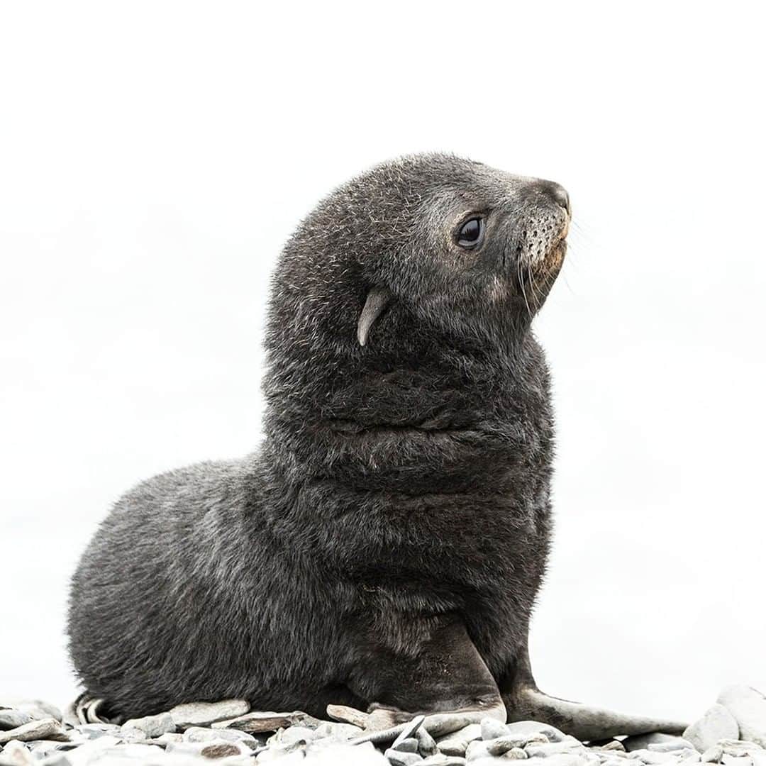 National Geographic Travelさんのインスタグラム写真 - (National Geographic TravelInstagram)「Photo by @DaisyGilardini | South Georgia Island is definitely a photographer’s paradise. Of all the antarctic and subantarctic seals, fur seals show the most aggressive behavior. Probably rightly so, as they were hunted almost to extinction by the early 20th century. Fur seals give birth to their adorable pups in November. Even at this young age they already show a certain attitude. Follow me @DaisyGilardini for more images and stories behind the scenes. #seal #SouthGeorgia #furseal #climatechange #climatechangeisreal」12月27日 14時09分 - natgeotravel