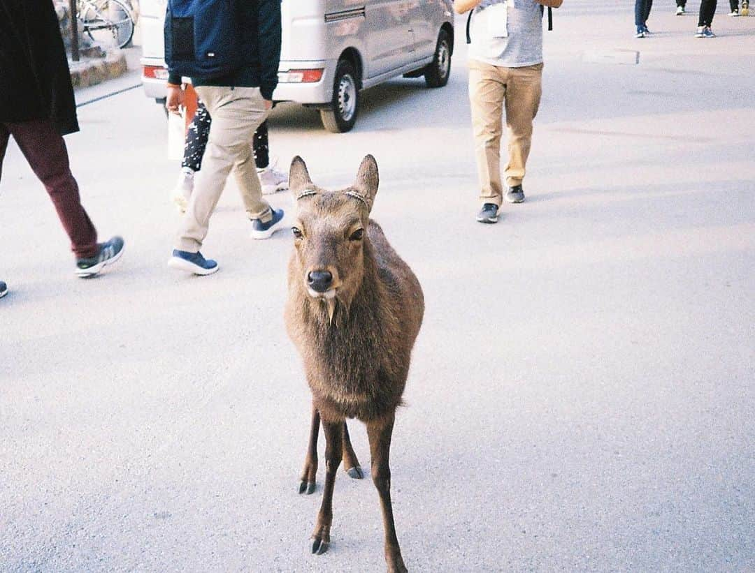 岩永徹也さんのインスタグラム写真 - (岩永徹也Instagram)「#宮島 #鹿」12月27日 15時39分 - iwanaga.bro