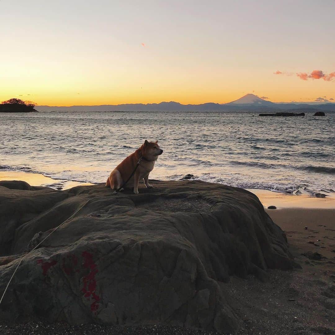 マル子のインスタグラム：「横浜でお仕事の父ちゃんに代わって夕散歩🚶‍♀️🐕 風が強いので海は避けたかったけど行くって言うので頑張って行ったら素晴らしい景色が待っていたので良しとしようw  #マル子  #富士山」