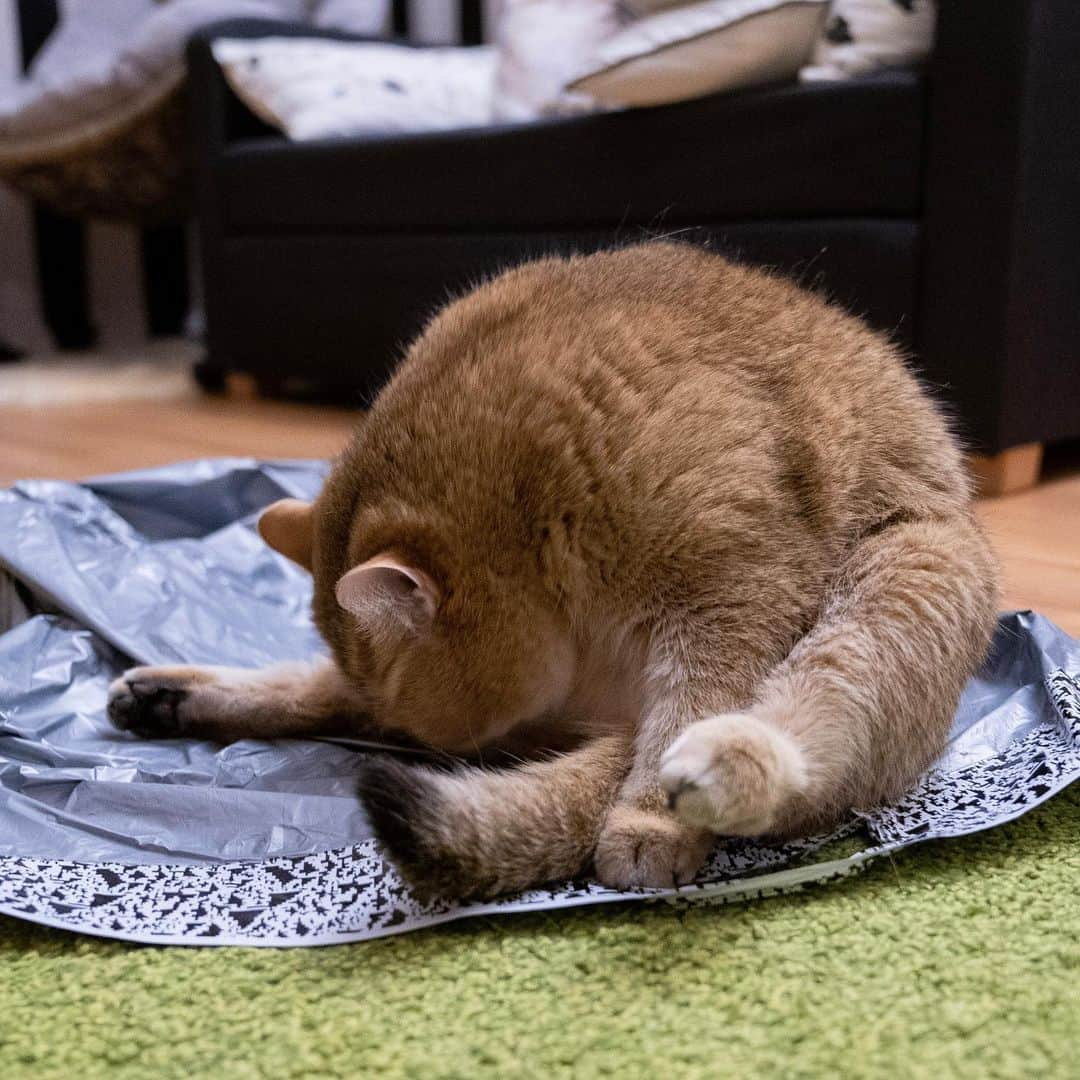 Hosicoさんのインスタグラム写真 - (HosicoInstagram)「Happy Friday! 😸」12月27日 17時31分 - hosico_cat