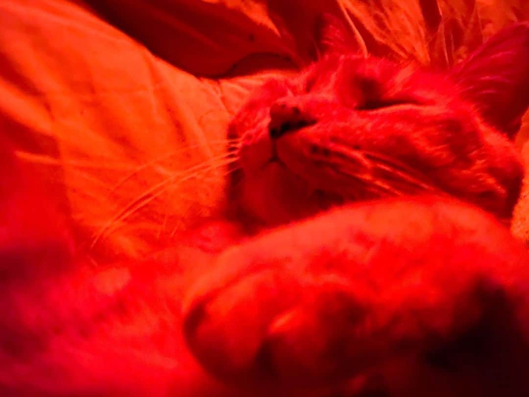 Shinnosukeさんのインスタグラム写真 - (ShinnosukeInstagram)「深夜電気ストーブの目の前で深い眠りに落ちるヤツ。  #sleeping #cat #猫 #暑くないんですか #シャア専用てきな」12月27日 17時51分 - shinscapade