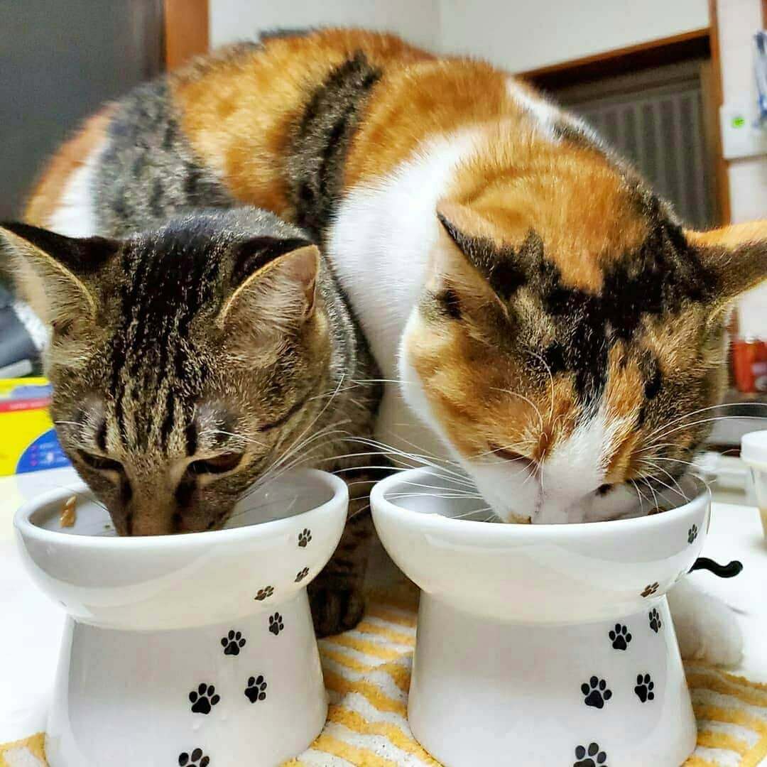 猫壱（ねこいち•ネコイチ）のインスタグラム