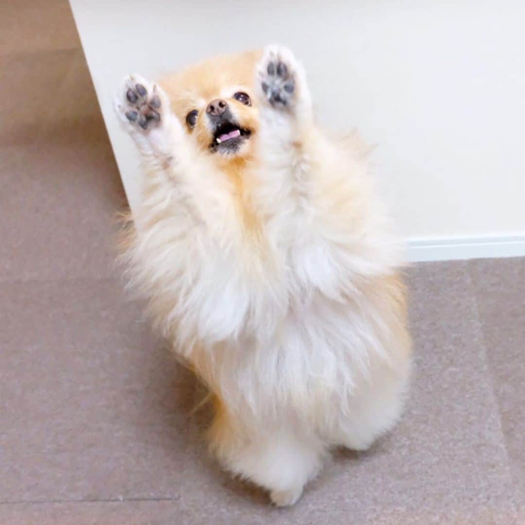 Hanaさんのインスタグラム写真 - (HanaInstagram)「ブログ更新しました♪ プロフィールから飛べます🚀 http://kedamakyoudai.blog.jp/ * イェエ〜イ♪ * * #Pomeranian#pom#pompom#pomstagram#pets#dogs#doglover#dogsofinstagram#dogstagram#Japan#Kawaii#fluffydog#ポメラニアン#犬#いぬら部#pecoいぬ部#포메라니안#もふもふ#ふわもこ部#cute#cutedog#funny#funnydog#いぬのきもち#犬と猫#ライブドアインスタブロガー」12月27日 18時33分 - mofu2family