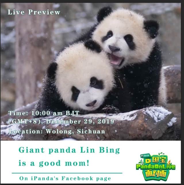 iPandaさんのインスタグラム写真 - (iPandaInstagram)「Live Preview: Giant panda Lin Bing is famous for being a loving mother in the panda kingdom. As a celebrity returnee, she has also attracted a lot of attention after becoming a mother. Wanna know more about Lin Bing and her kids? Live on 29 December, 10:00 am BJT invites you to visit this happy family! 🐼 🐾 🐼 #PandaOnLive #CCRCGP #FriendshipMessenger #FBLive #panda #ipanda #animal #pet #adorable #China #travel #pandababy #cute #photooftheday #Sichuan #cutepanda #animalphotography #cuteness #cutenessoverload #giantpanda」12月27日 18時59分 - ipandachannel