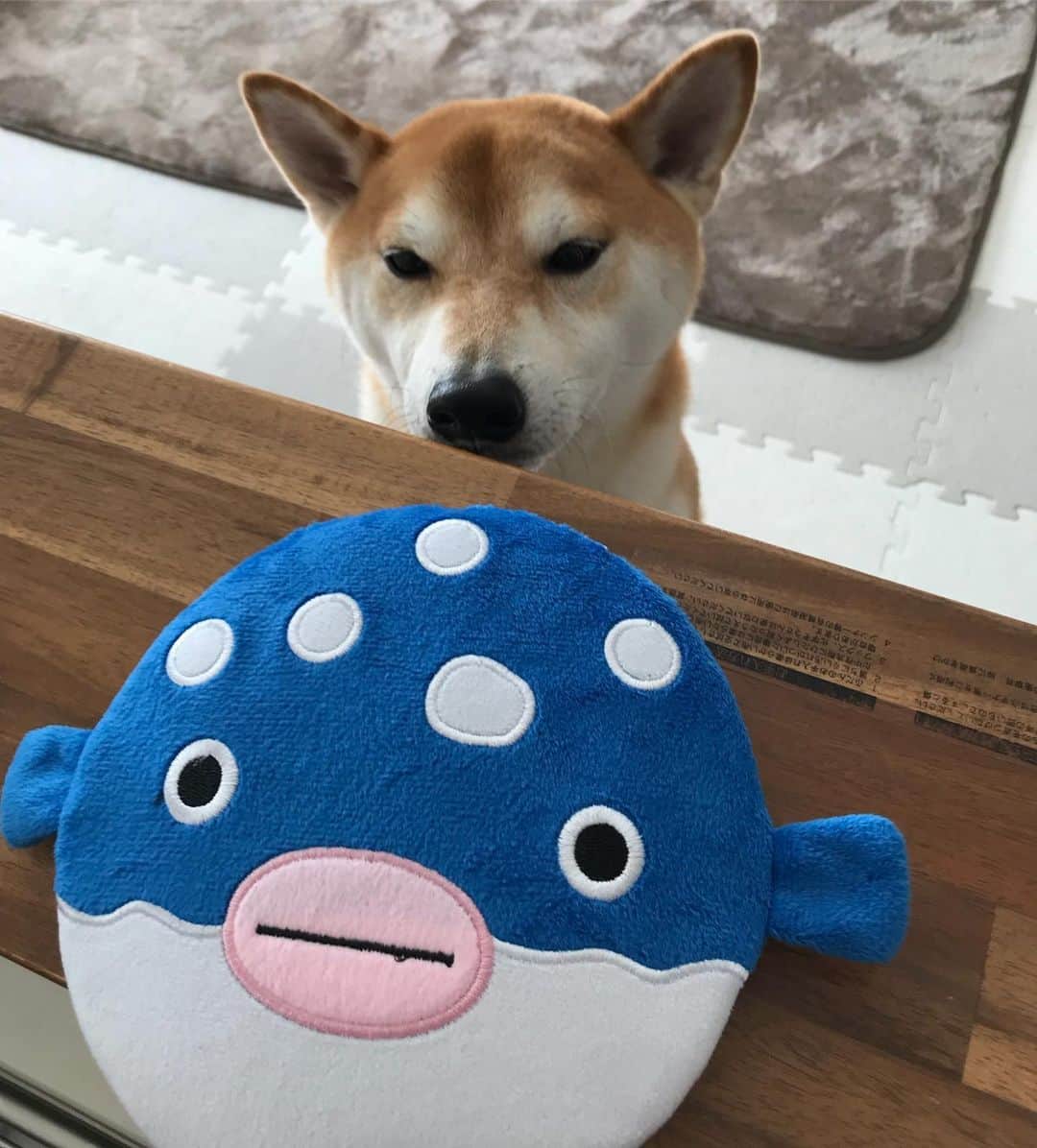 高橋みゆきのインスタグラム：「フグ衛門🐡クラ吉の新しいオモチャ🐶🎶 #クラ吉 #クリスマスプレゼント🎁 #何日もつかな」