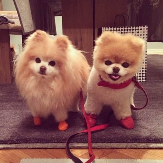 Buddy Boo Blueさんのインスタグラム写真 - (Buddy Boo BlueInstagram)「Miss walking these two rascals. Buddy always walked in a straight line (except around dirt and puddles), and Boo would zig zag back and forth like a crazy dog (except when he would go straight through dirt and puddles). 🤦‍♀️」12月28日 7時39分 - buddyboowaggytails