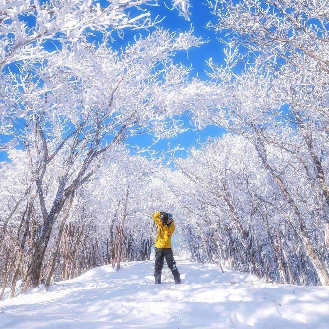 コサさんのインスタグラム写真 - (コサInstagram)「ちょっと寒波を期待しちゃってます 早く雪景色が撮りたい📸 . Location:奈良 Nara / Japan Data:2019.1.1 Model:@susu.kou . #霧氷 #YourShotPhotographer #light_nikon #kf_gallery_vip #Rox_Captures #bestphoto_japan #sorakataphoto #Japan_Daytime_View #jgrv_member #LBJ_VIP #art_of_japan_ #tokyocameraclub #dpj_member #team_jp_ #IG_PHOS #photo_jpn #ptk_japan #pt_life_ #bestjapanpics #Lovers_Nippon #onestorytraveller #japan_of_insta #広がり同盟メンバー #nipponpic_member #special_spot_member #s_shot #ig_japan #hyakkeime #冬いろ百景 #snowmountain」12月28日 7時47分 - kosa_photo