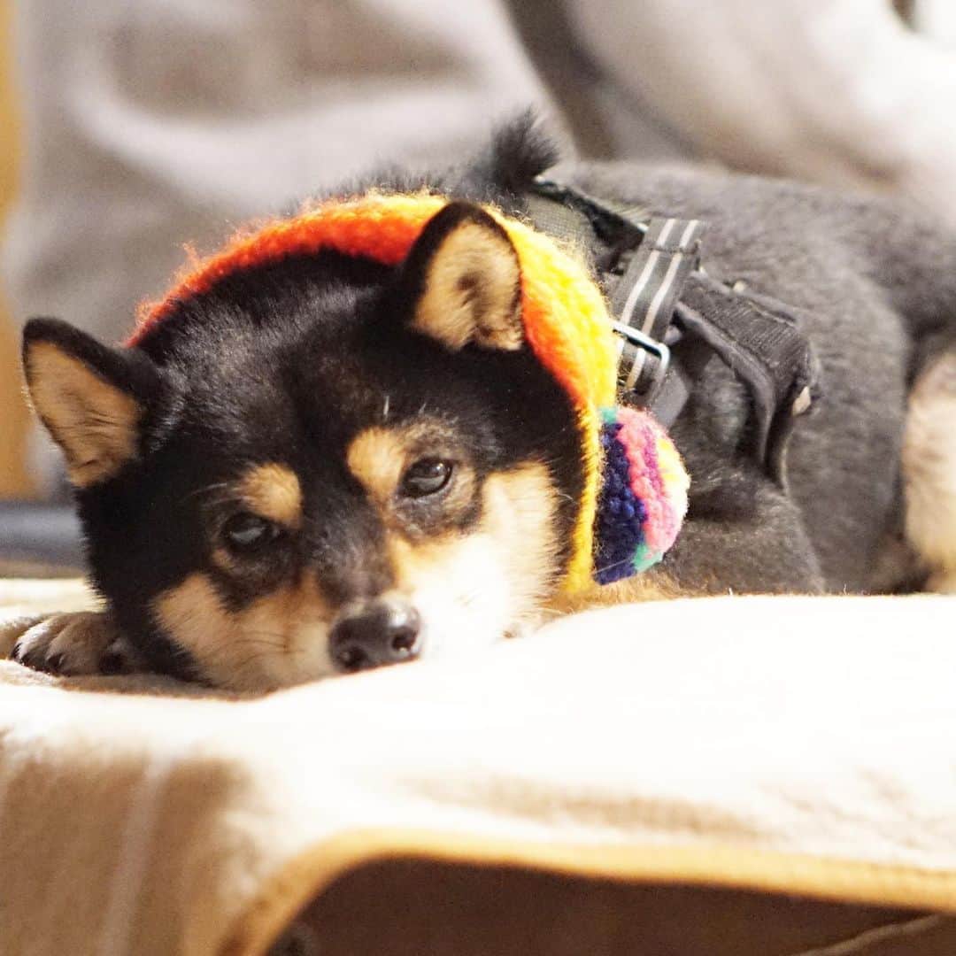 黒豆柴こむぎさんのインスタグラム写真 - (黒豆柴こむぎInstagram)「パパちんとママちんと#土間茶屋もく さんに行って来たよ。#ぺろりんちょ こむぎだったけど、何ももらえなくて、まったりしておいてねって言われた💦いつものことだよ。お留守番より、良いのだ😁2019.12.27  #黒豆柴こむぎ #黒豆柴 #豆柴 #黒柴 #柴犬 #柴 #まめしば #しばいぬ #しば #mameshiba #kuroshiba #shibainu #shiba #shibalove #shibalovers #shibastagram #shiba_snap #shibasofinstagram #ふわもこ部 #pecoいぬ部 #いぬら部 #proudshibas #thedailyshibainu #ここ柴部 #いぬのきもち #todayswanko #rakutenpet #9gagcute」12月27日 22時52分 - komugi_1207