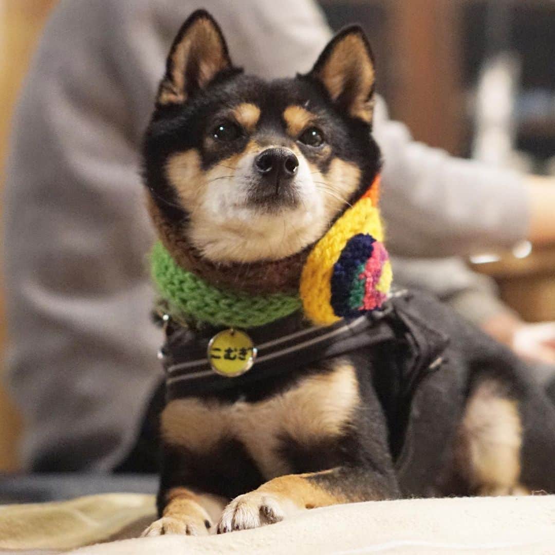 黒豆柴こむぎさんのインスタグラム写真 - (黒豆柴こむぎInstagram)「パパちんとママちんと#土間茶屋もく さんに行って来たよ。#ぺろりんちょ こむぎだったけど、何ももらえなくて、まったりしておいてねって言われた💦いつものことだよ。お留守番より、良いのだ😁2019.12.27  #黒豆柴こむぎ #黒豆柴 #豆柴 #黒柴 #柴犬 #柴 #まめしば #しばいぬ #しば #mameshiba #kuroshiba #shibainu #shiba #shibalove #shibalovers #shibastagram #shiba_snap #shibasofinstagram #ふわもこ部 #pecoいぬ部 #いぬら部 #proudshibas #thedailyshibainu #ここ柴部 #いぬのきもち #todayswanko #rakutenpet #9gagcute」12月27日 22時52分 - komugi_1207